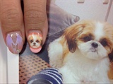 dog paint nail