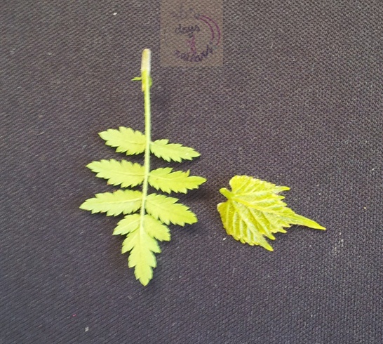Left: Small fern\nRight: Grape leaf