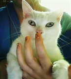 bianca and the Tiger nails