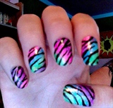 colorful zebra