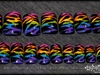 Rainbow Zebra 2