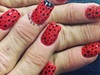 Who Doesn’t Love Ladybugs?