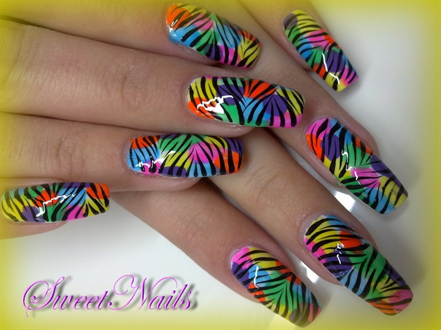 colored zebra